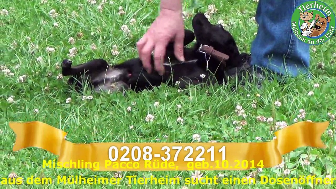 Pacco Mischling Neu