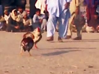 Murga larai Hader and vikram taunsa sharif 2015