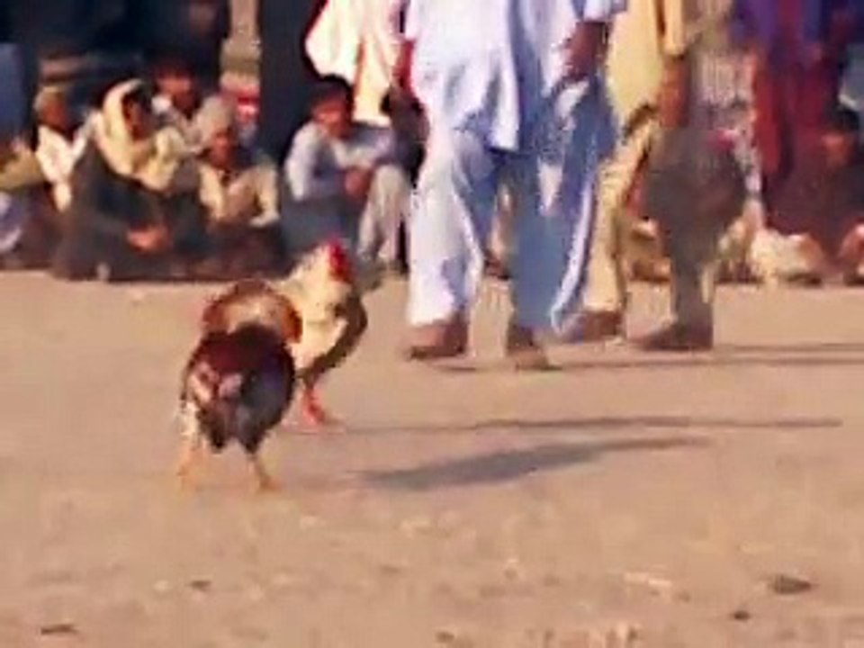 Murga larai Hader and vikram taunsa sharif 2015