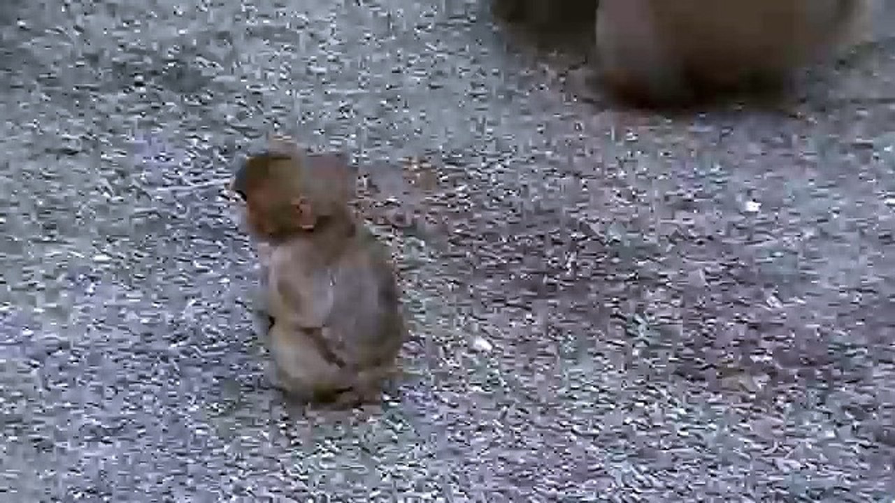 Nagano   Poor Baby Snow Monkey Is Hungry
