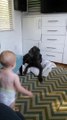 Un bébé prend la couverture d'un dogue allemand