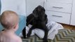 Un bébé prend la couverture d'un dogue allemand