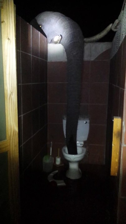 Un éléphant boit dans les toilettes d'un camping