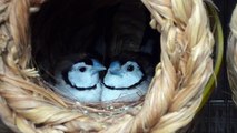 いちゃこら鹿の子雀とヒナっこ　Owl Finch　 Double-barred Finch