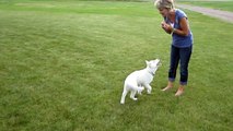 Pure White Siberian Husky... Doing Tricks!