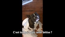 Un chien dénonce son ami pour une bêtise