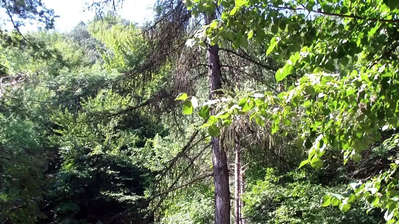 Il verso del Picchio Nero. Monte Calisio (TN)