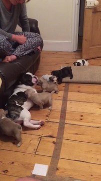 French bulldog adorably plays with newborn puppies