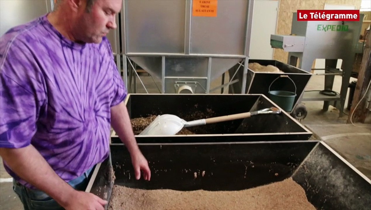 Des guêpes pour éradiquer les mouches. Comment ça marche ?