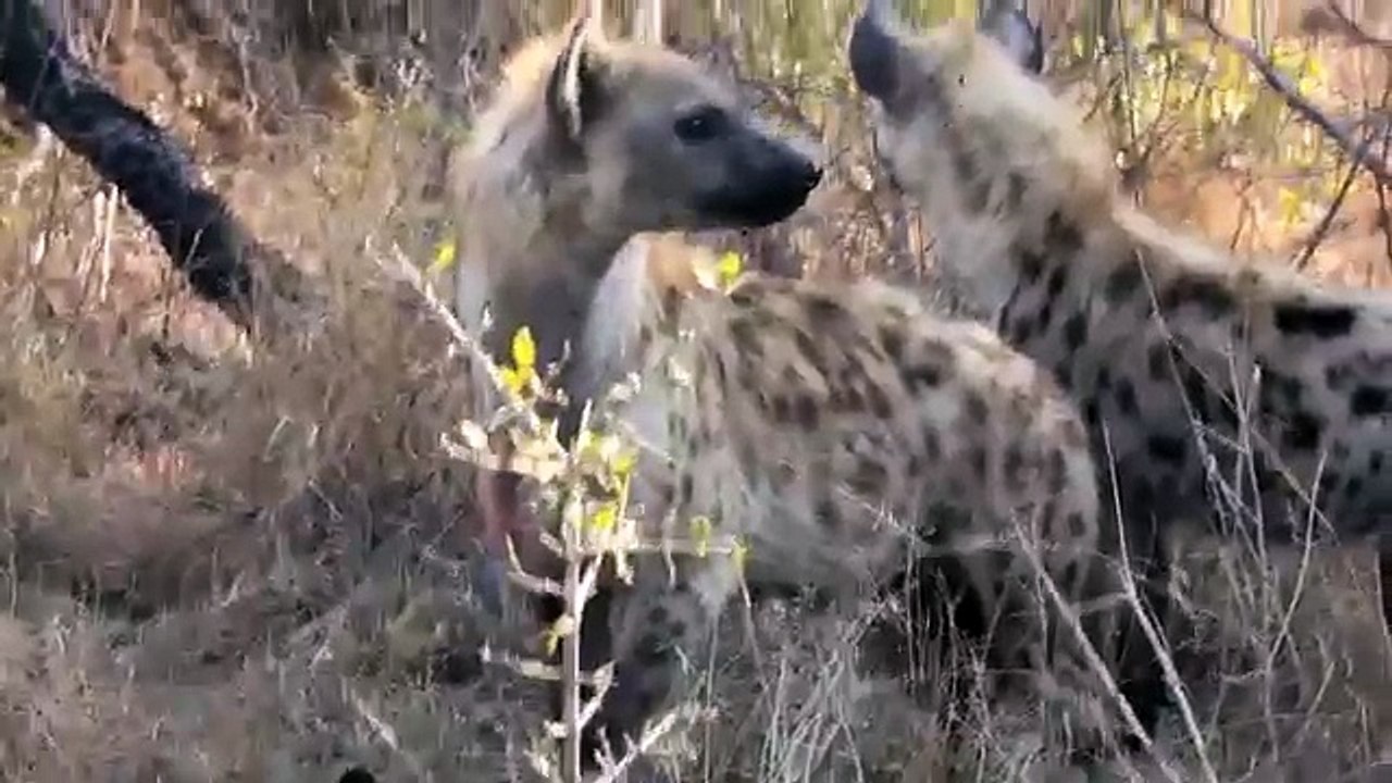 Hyenas Feed on Wild Dog