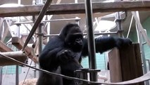 Zoo Stuttgart Wilhelma Gorilla Kibo und die Stocherbüchse