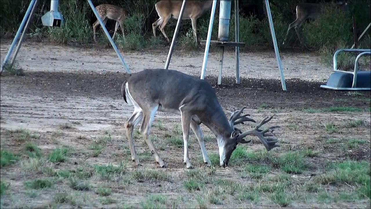 Mark Barrett's #1 all time Texas Big Game Awards Non-Typical (307 1/8)