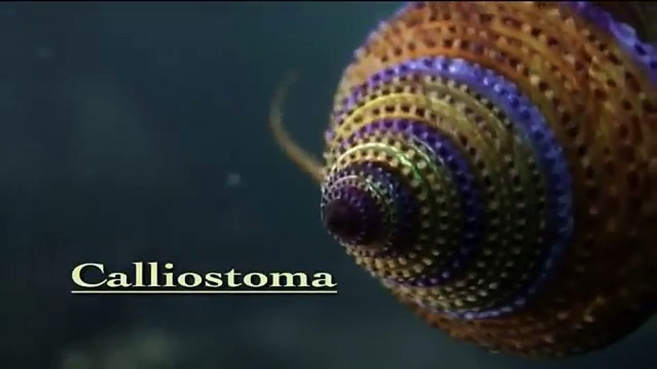 Shape of Life: Molluscs - The Survival Game