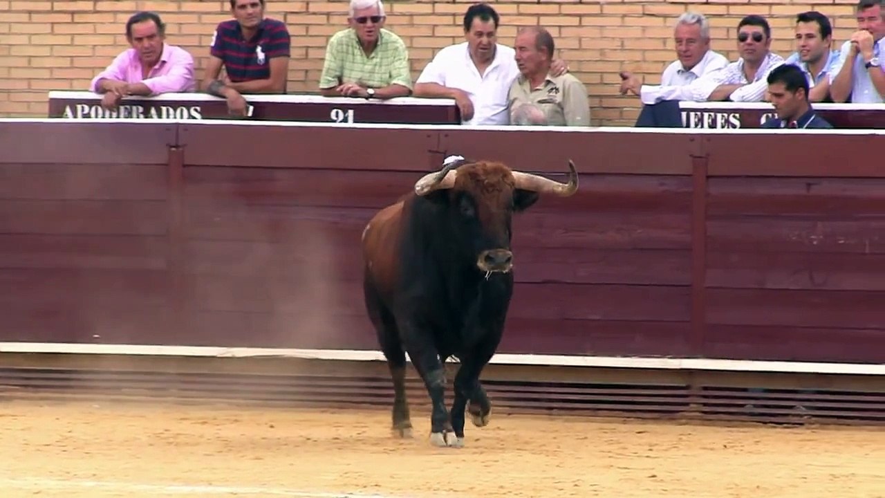 ESPECTACULARES TOROS MOSTOLES 2014  LOS RODEOS
