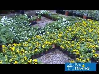 ¿Cuáles son las plantas de otoño-invierno más resistentes_