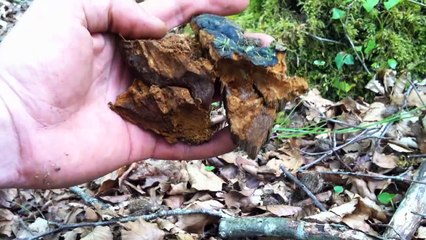 Aventure en Pyrénées-Atlantiques (8 jours, rando bushcraft)