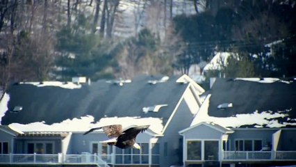 Fly Eagles at Lock & Dam 14, Le Claire of IA, slow motion, Panasonic Fz200 + teleconverter