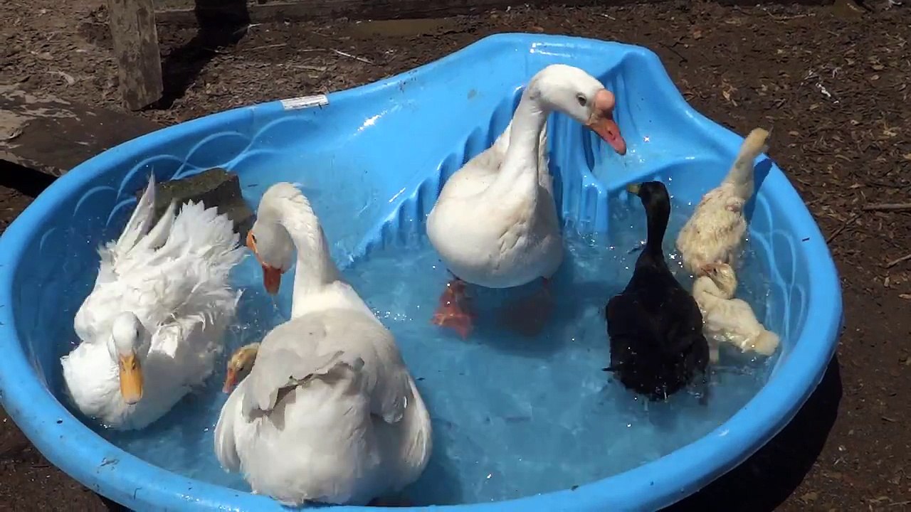 White Chinese Goose And Goslings Plus Ducks Bathing