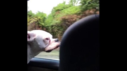 Boxer puppy's lips flapping in the wind!