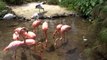 Pink Flamingos (Phoenicopterus ruber)