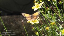Bees & Butterflies In My Garden  - Relax With Nature
