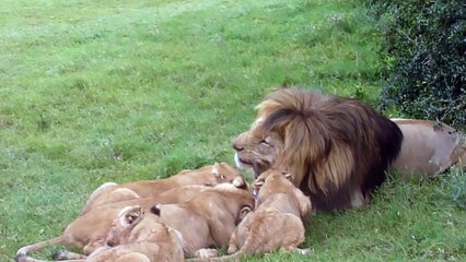 Lions eating warthog