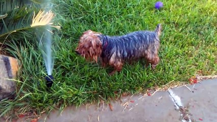 Funny Yorkie Getting Wet