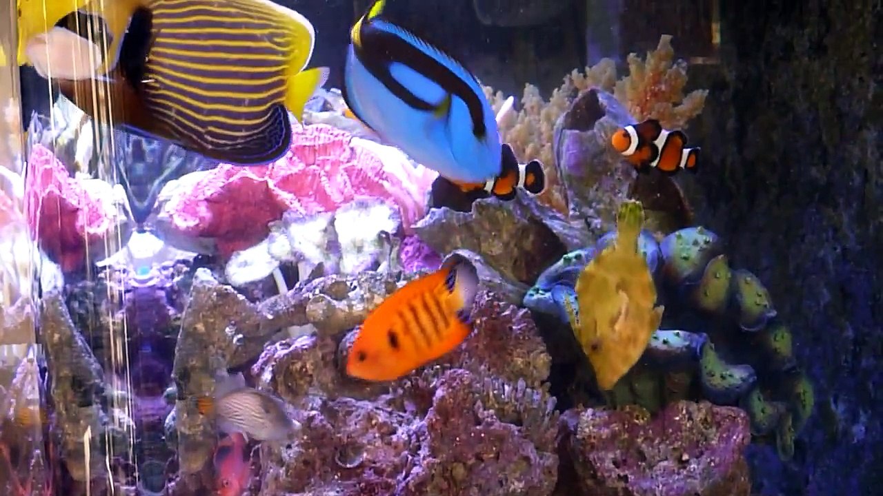 Saltwater Aquarium -- colorful corals and fish -- 100 gallons