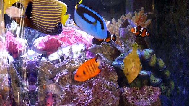 Saltwater Aquarium colorful corals and fish 100 gallons