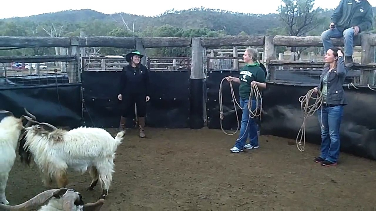 Goat rodeo