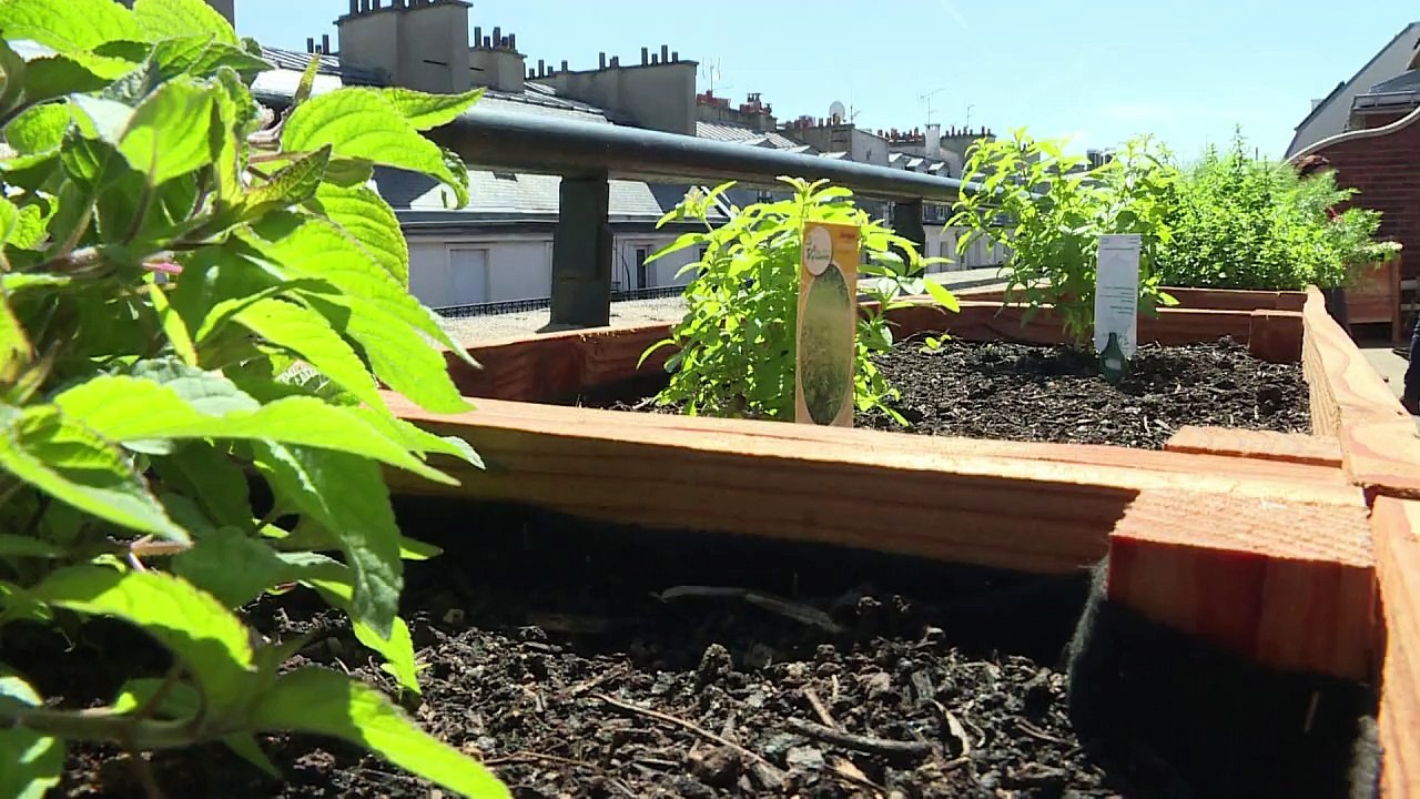 Obst und Gemüse von Pariser Dächern