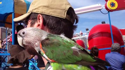 Two Crazy Bird Nuts Fall in Love