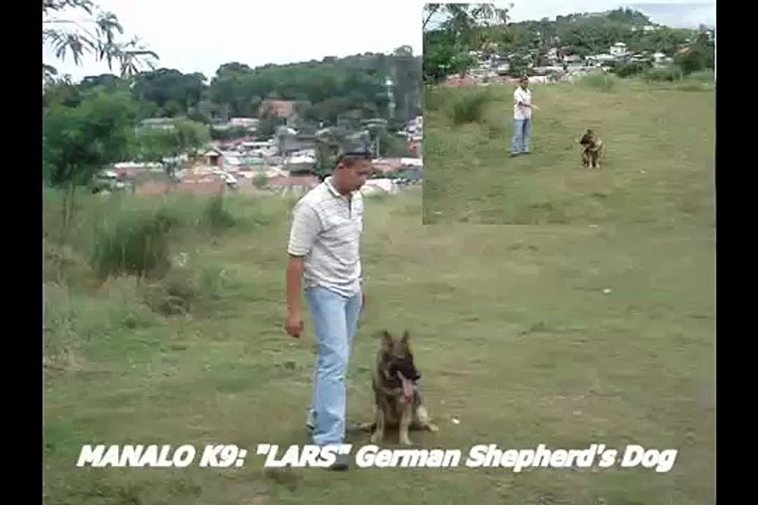 German Shepherd MANALO K9's "LARS" Patrol K9 (VINTAGE VIDEO)