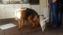 German Shepherd Dog 1 year old VS Golden retriever 12 weeks puppy girl. Tail attack !Funny