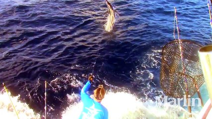 Born2Run Fishes the Gulf for Blue Marlin