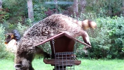 Raccoon in the bird feeder