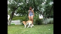 Jumping tricks by beagle Angie!