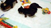 Priceless Yorkie Puppy Yorkshire Terrier Puppies at play