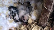 Cute Holland Lop Baby Bunnies in their nest at One Week Old