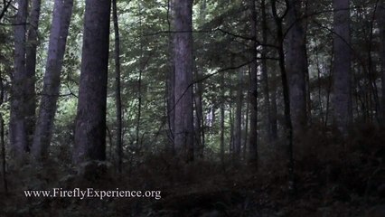 Synchronous Fireflies - Photinus carolinus - REALTIME VIDEO, EXTREME LOW LIGHT