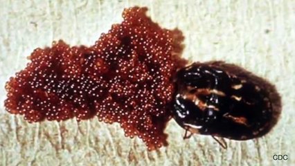 10 Animal Mothers That Die After Birth