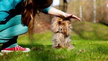 Tipps&Tricks || Die Erstausstattung für den Hund / Welpe
