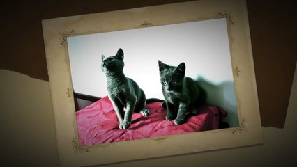 Russian Blue Imperatritsa Ekaterina II & Tsar Perestroika