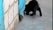 Улётное видео! Кот спас собаку - Super video! Cat rescued dog