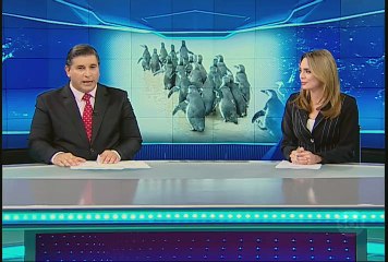 Mais de 20 pinguins reencontram o mar depois de tratamento