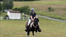 Ponies/Horses Trained to Ride & Drive-- Patch