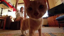 Meet My Cats - The Cat Vlog