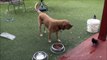 Dog sharing his food with birds at Thanksgiving Day -Funny video-