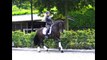 FOR SALE BAY PRE ANDALUSIAN DRESSAGE STALLION, 1.69 METER