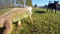 Iguana corriendo por el parque - Gopro Hd